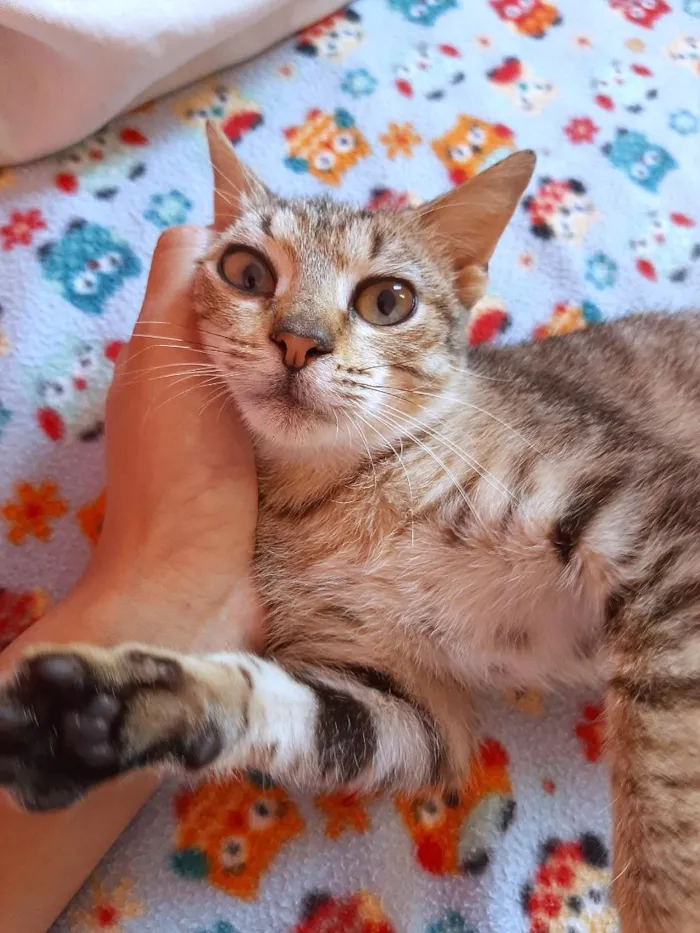 Gato raça SRD-ViraLata idade 2 a 6 meses nome gatinho 