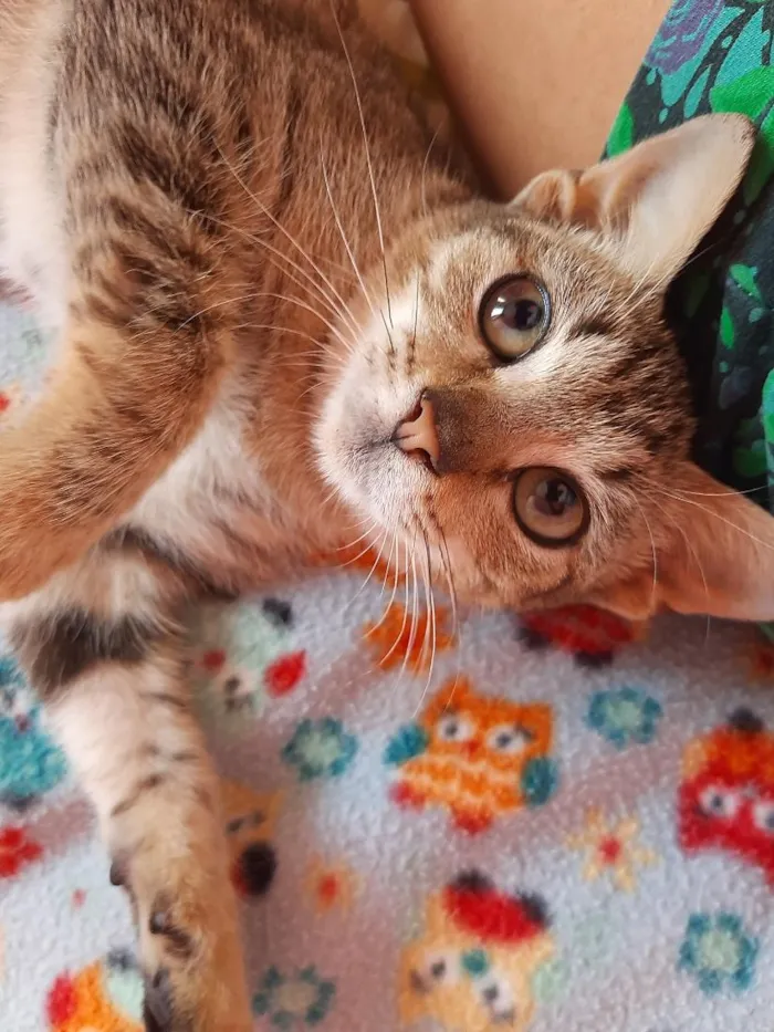 Gato raça SRD-ViraLata idade 2 a 6 meses nome gatinho 