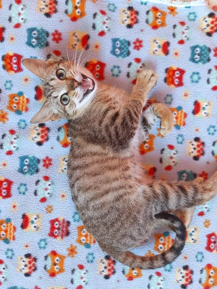 Gato raça SRD-ViraLata idade 2 a 6 meses nome gatinho 