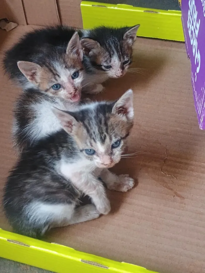 Gato raça SRD-ViraLata idade 2 a 6 meses nome não tem ainda