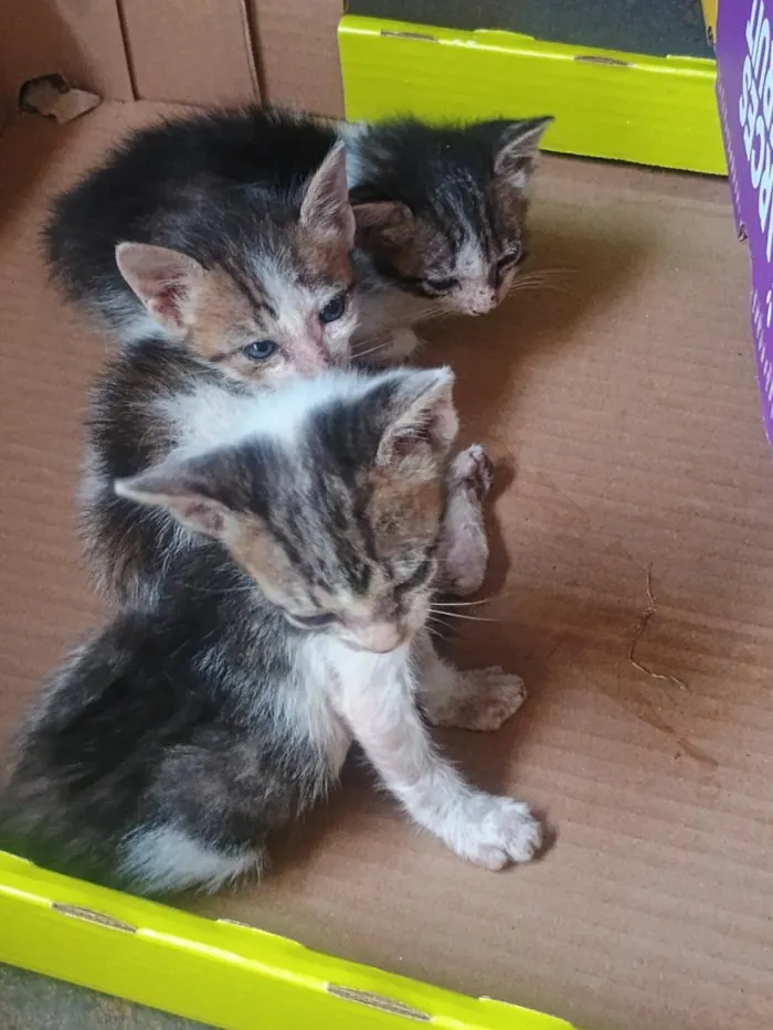 Gato raça SRD-ViraLata idade 2 a 6 meses nome não tem ainda