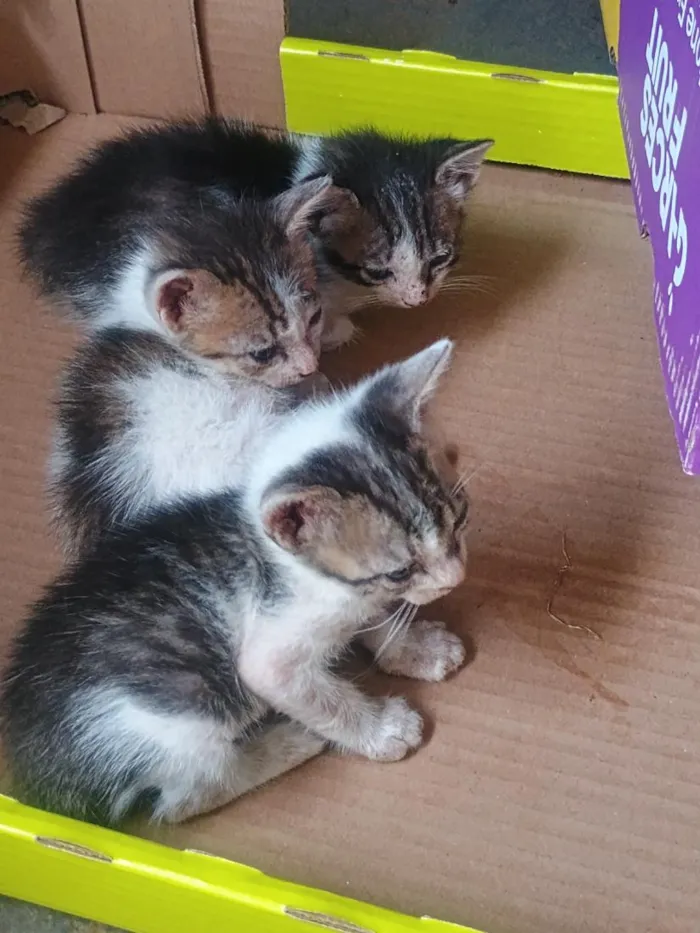 Gato raça SRD-ViraLata idade 2 a 6 meses nome não tem ainda