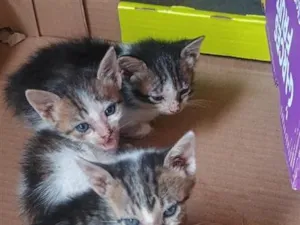 Gato raça SRD-ViraLata idade 2 a 6 meses nome não tem ainda
