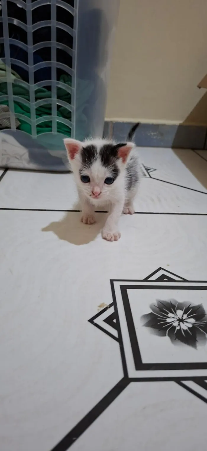 Gato raça SRD-ViraLata idade Abaixo de 2 meses nome Floquinho