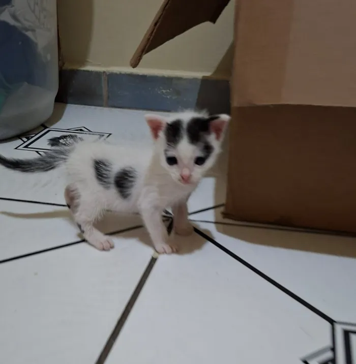 Gato raça SRD-ViraLata idade Abaixo de 2 meses nome Floquinho