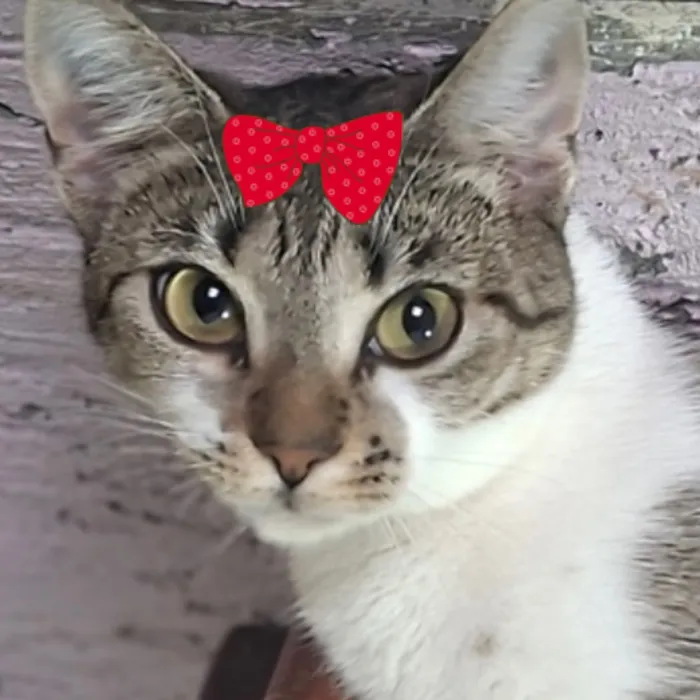 Gato raça SRD-ViraLata idade 2 a 6 meses nome Cindy 