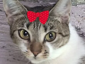 Gato raça SRD-ViraLata idade 2 a 6 meses nome Cindy 