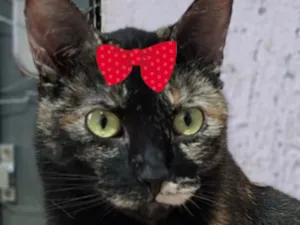 Gato raça SRD-ViraLata idade 7 a 11 meses nome Julieta 