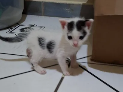 Gato raça SRD-ViraLata idade Abaixo de 2 meses nome Floquinho