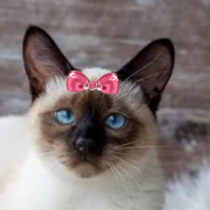 Gato raça Siamês idade 7 a 11 meses nome Cristal 