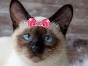 Gato raça Siamês idade 7 a 11 meses nome Cristal 