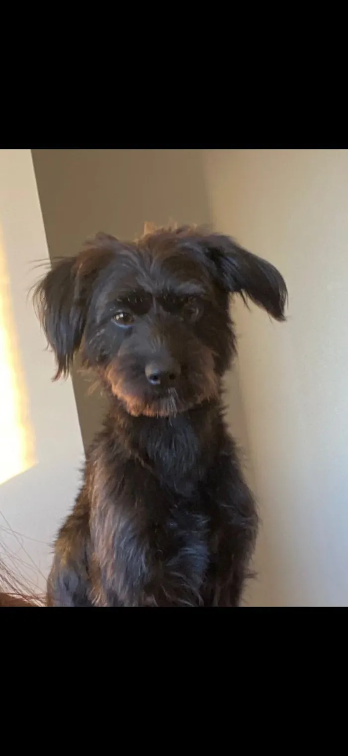 Cachorro raça SRD-ViraLata idade 2 anos nome Kiara