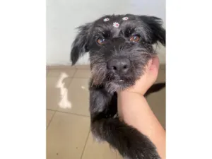 Cachorro raça SRD-ViraLata idade 2 anos nome Kiara