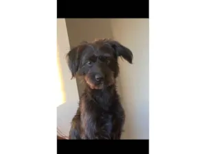 Cachorro raça SRD-ViraLata idade 2 anos nome Kiara