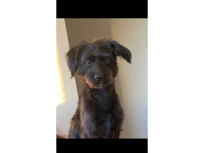 Cachorro raça SRD-ViraLata idade 2 anos nome Kiara