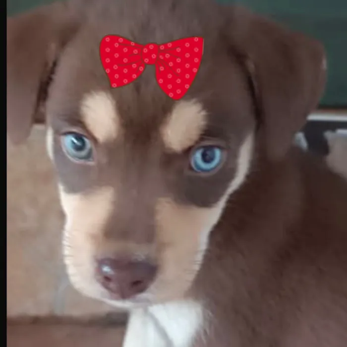Cachorro raça Husky Siberiano idade 2 a 6 meses nome Brenda 