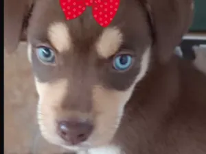 Cachorro raça Husky Siberiano idade 2 a 6 meses nome Brenda 