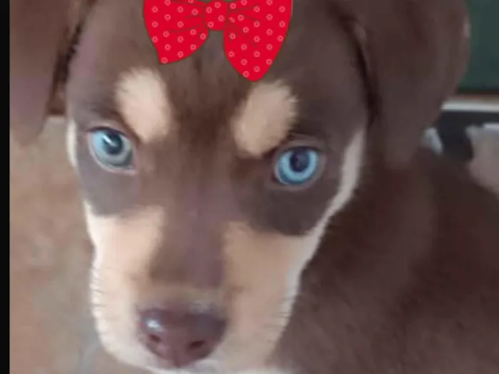 Cachorro raça Husky Siberiano idade 2 a 6 meses nome Brenda 