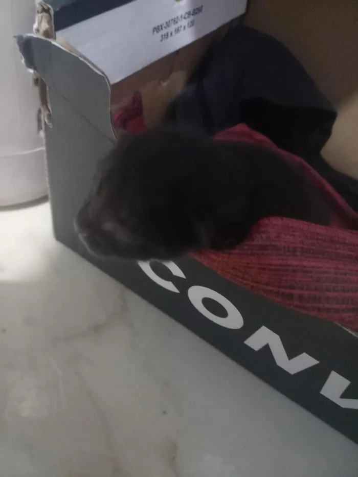 Gato raça SRD-ViraLata idade Abaixo de 2 meses nome sem nome 