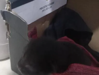 Gato raça SRD-ViraLata idade Abaixo de 2 meses nome sem nome 