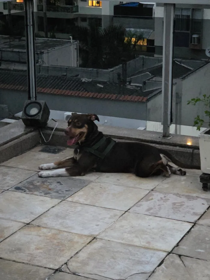 Cachorro raça SRD-ViraLata idade 1 ano nome Snoopy 