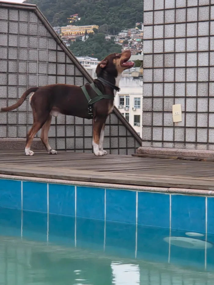 Cachorro raça SRD-ViraLata idade 1 ano nome Snoopy 