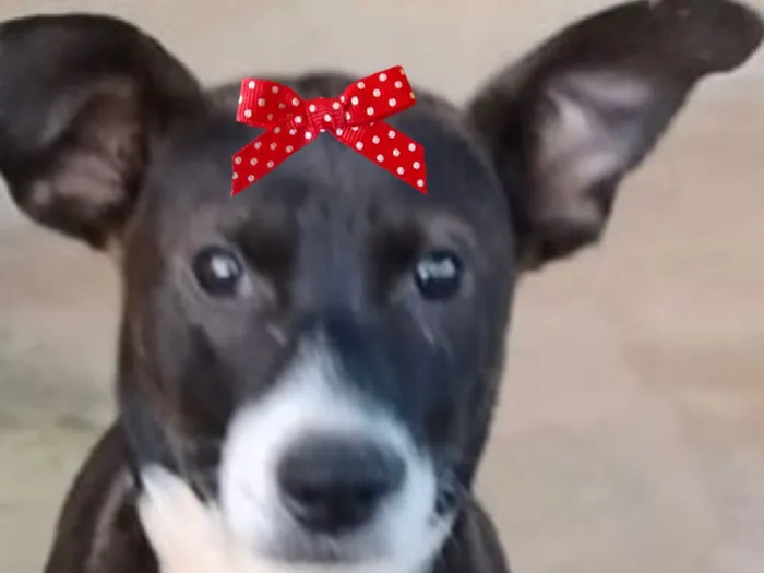 Cachorro raça SRD-ViraLata idade 2 a 6 meses nome Rubi 