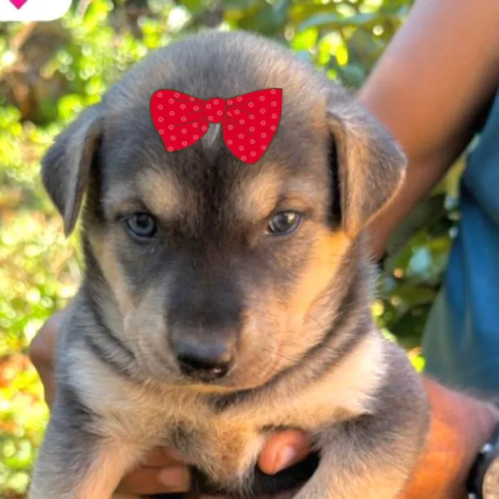 Cachorro raça SRD-ViraLata idade 2 a 6 meses nome Sofia 