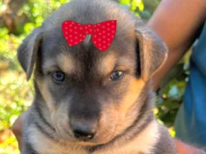 Cachorro raça SRD-ViraLata idade 2 a 6 meses nome Sofia 