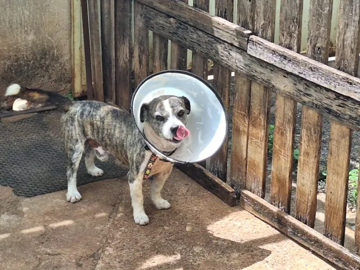Cachorro raça SRD-ViraLata idade 6 ou mais anos nome Thor