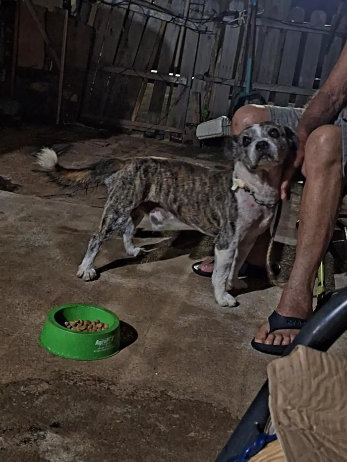 Cachorro raça SRD-ViraLata idade 6 ou mais anos nome Thor