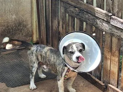 Cachorro raça SRD-ViraLata idade 6 ou mais anos nome Thor