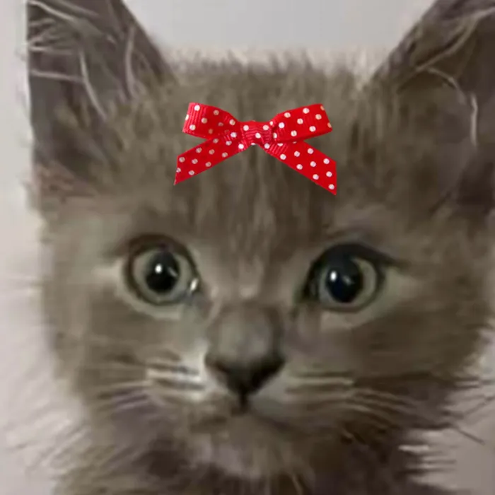 Gato raça SRD-ViraLata idade 2 a 6 meses nome Angel 