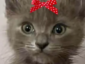 Gato raça SRD-ViraLata idade 2 a 6 meses nome Angel 