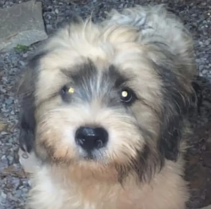 Cachorro raça Shitzu idade 7 a 11 meses nome Bento 