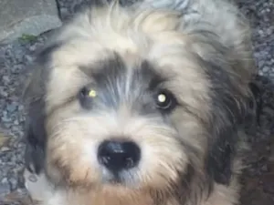 Cachorro raça Shitzu idade 7 a 11 meses nome Bento 