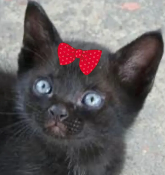 Gato raça SRD-ViraLata idade 2 a 6 meses nome Belinha 