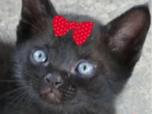 Gato raça SRD-ViraLata idade 2 a 6 meses nome Belinha 