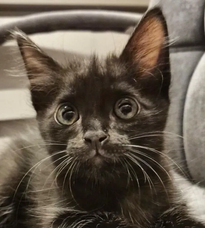 Gato raça SRD-ViraLata idade 2 a 6 meses nome Pingo 