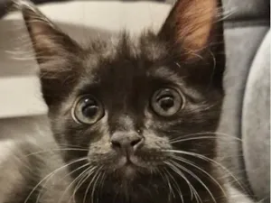 Gato raça SRD-ViraLata idade 2 a 6 meses nome Pingo 