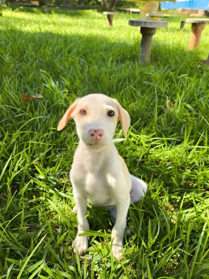 Cachorro raça SRD-ViraLata idade 2 a 6 meses nome Snow
