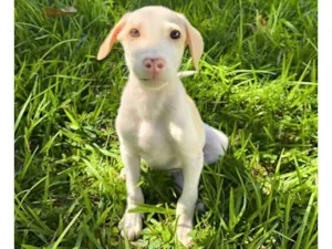 Cachorro raça SRD-ViraLata idade 2 a 6 meses nome Snow