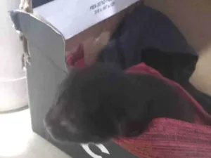 Gato raça SRD-ViraLata idade Abaixo de 2 meses nome sem nome 