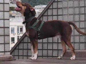 Cachorro raça SRD-ViraLata idade 1 ano nome Snoopy 