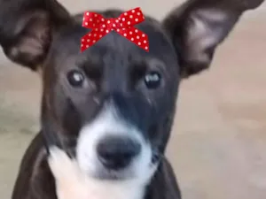 Cachorro raça SRD-ViraLata idade 2 a 6 meses nome Rubi 