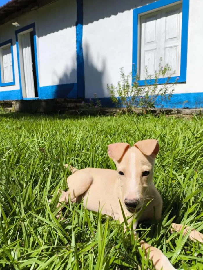 Cachorro raça SRD-ViraLata idade 2 a 6 meses nome Paçoca
