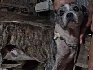 Cachorro raça SRD-ViraLata idade 6 ou mais anos nome Thor