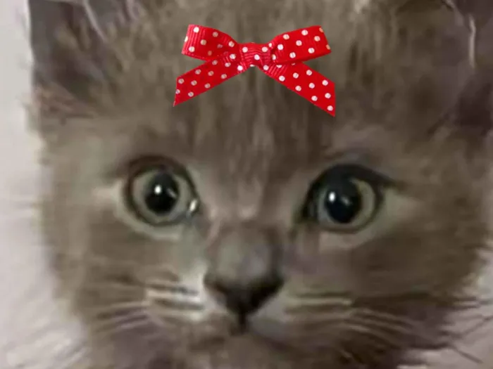 Gato raça SRD-ViraLata idade 2 a 6 meses nome Angel 