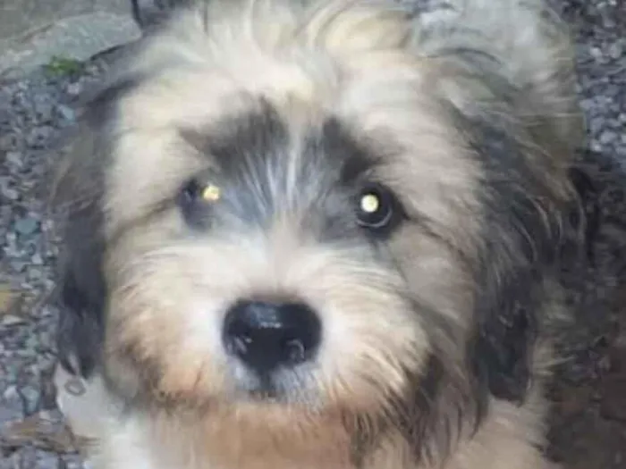 Cachorro raça Shitzu idade 7 a 11 meses nome Bento 