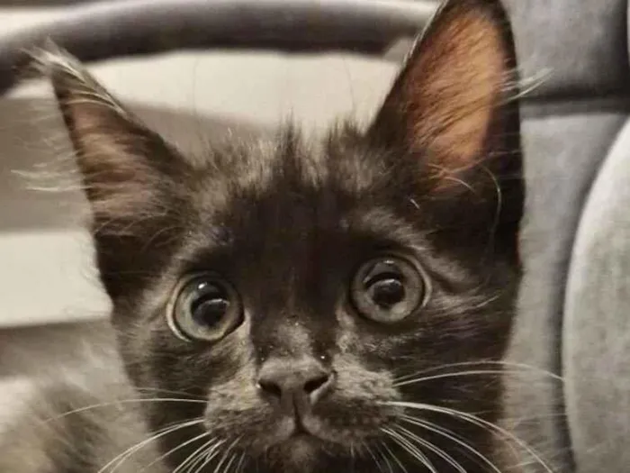 Gato raça SRD-ViraLata idade 2 a 6 meses nome Pingo 